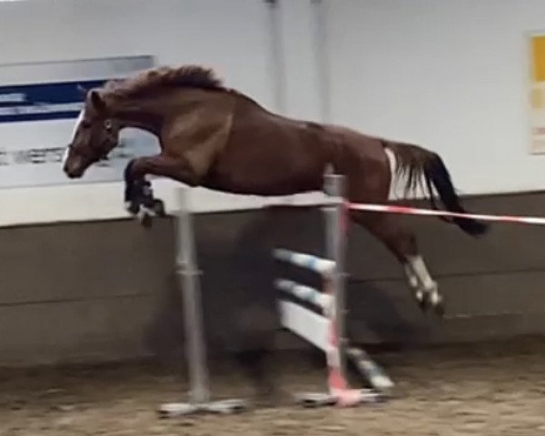 horse Ernie Airlines (Westphalian, 2018, from Emerald van 't Ruytershof)