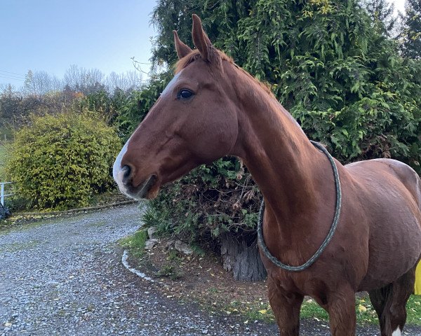 broodmare Donna Pia (German Sport Horse, 2004, from Don Pikado)