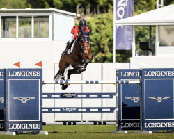 Springpferd Falcon de Hus Z (Zangersheide Reitpferd, 2009, von Florian de la Vie Bazooka)
