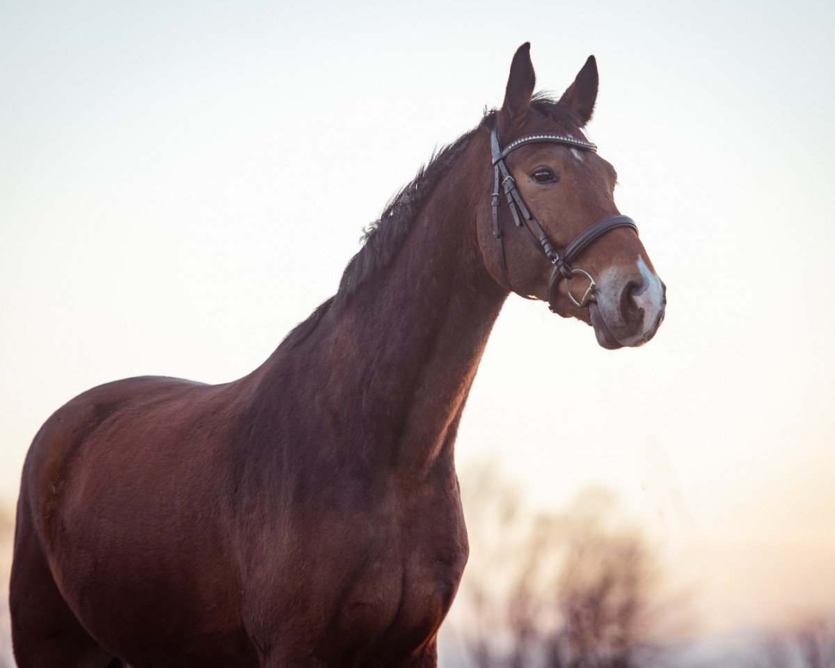 horse Barnaby II (Mecklenburg, 2017, from Bernay)