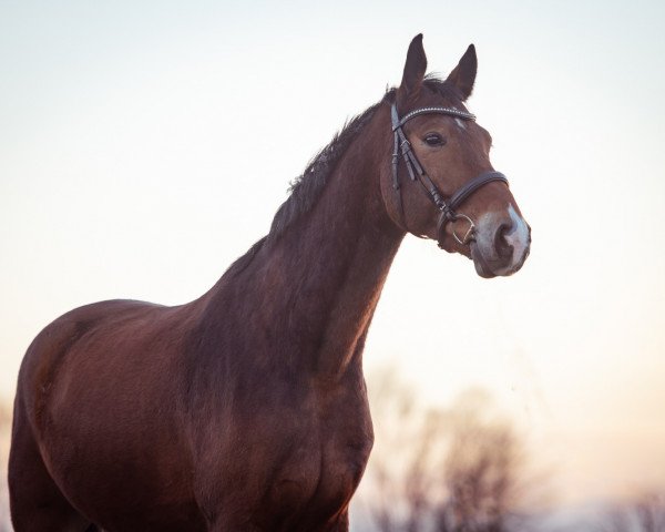 horse Barnaby II (Mecklenburg, 2017, from Bernay)