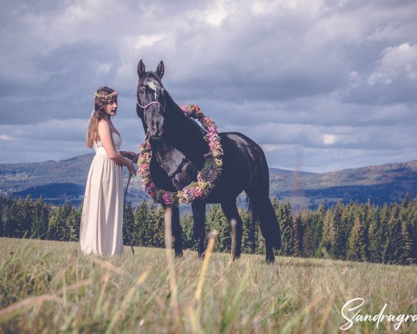 horse Éjszakai ima (Slovakian Warmblood, 2008, from Ebikur)