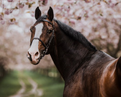 stallion Canderel 2 (Holsteiner, 2004, from Casall Ask)