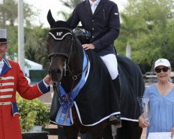 Springpferd Captain Caruso (Irish Sport Horse, 2006, von Captain Clover)