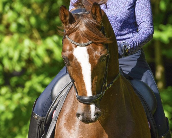 dressage horse All Night Long (Westphalian, 2016, from Ac-Dc 4)