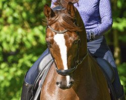 dressage horse All Night Long (Westphalian, 2016, from Ac-Dc 4)