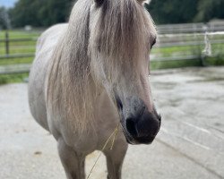 Dressurpferd Silva 132 (Welsh Mountain Pony (Sek.A), 2008)