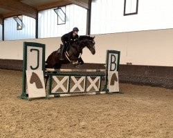 horse Stute (Westphalian, 2018, from TSF Kros)