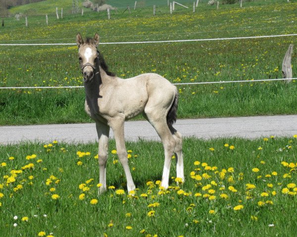 horse Dancing Maybel RH (German Riding Pony, 2023, from Dancing in the Moonlight AT)