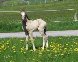 horse Dancing Maybel RH (German Riding Pony, 2023, from Dancing in the Moonlight AT)