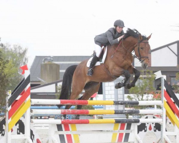 Deckhengst Jamar D'Ysenbeeck Z (Zangersheide Reitpferd, 2006, von Jah's Diamant)