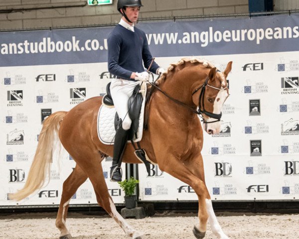 stallion Blondi Boy (Westphalian, 2017, from Baccardi)