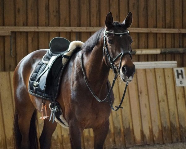 broodmare Louisiana Girl 3 (Westphalian, 2014, from Everdale)