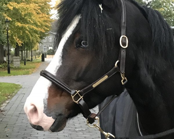 horse Neo Blue (German Riding Pony, 2020, from Heidbergs Nancho Nova)