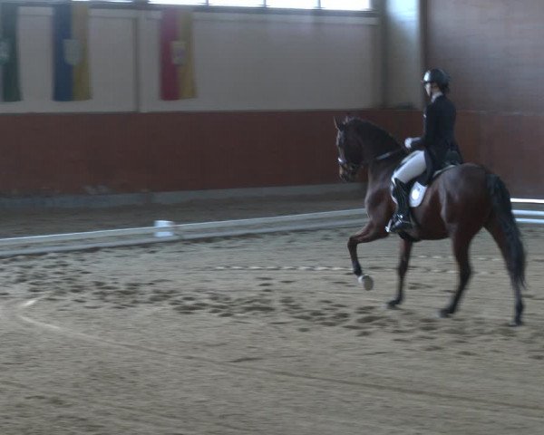 Reitturnier Weikersdorf am Steinfelde 2023
