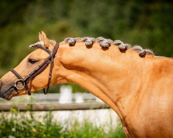 stallion Cupido SD (German Riding Pony, 2019, from Coer Noble)