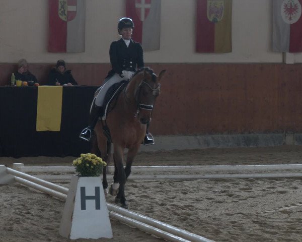 Reitturnier Weikersdorf am Steinfelde 2023