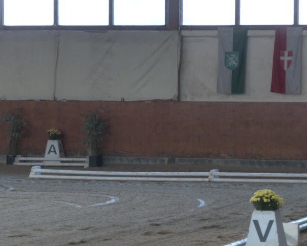 Reitturnier Weikersdorf am Steinfelde 2023