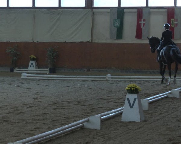 Reitturnier Weikersdorf am Steinfelde 2023