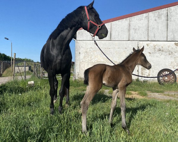 horse Descara (Oldenburg, 2022, from Democracy)