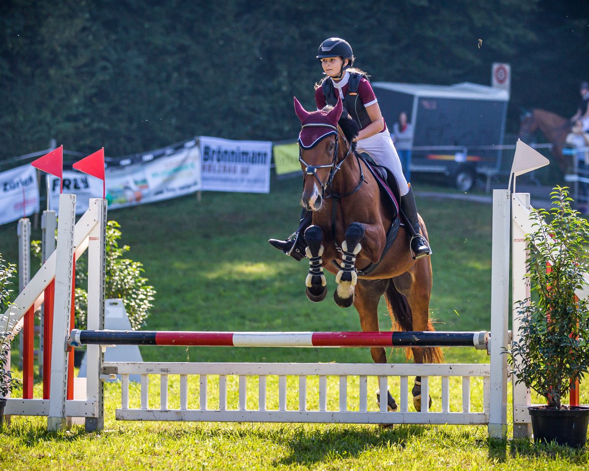 jumper Aljanna (Holsteiner, 2010, from Aljetto)