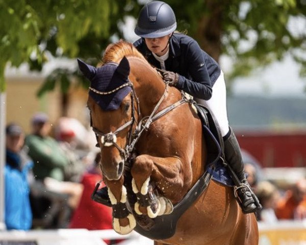 jumper Can do it 23 (Oldenburg show jumper, 2013, from C-Trenton Z)