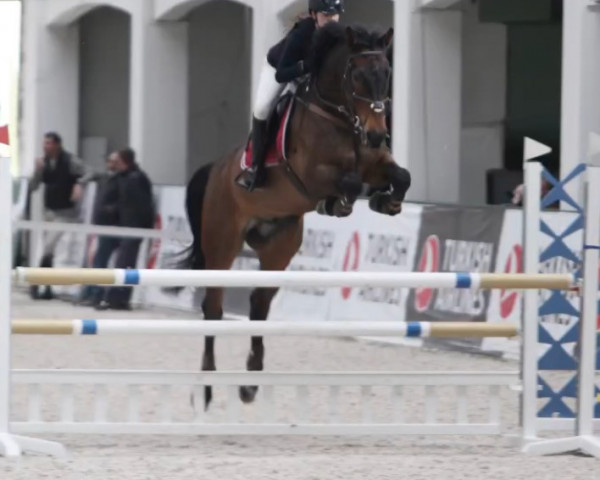 jumper Camaruso H (KWPN (Royal Dutch Sporthorse), 2007, from Indoctro)