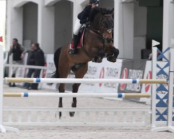 Springpferd Camaruso H (KWPN (Niederländisches Warmblut), 2007, von Indoctro)