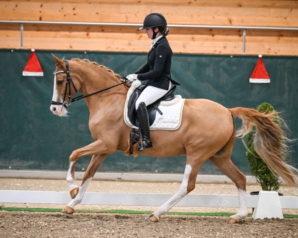 Dressurpferd Don't Hurry (Deutsches Reitpony, 2005, von FS Don't Worry)