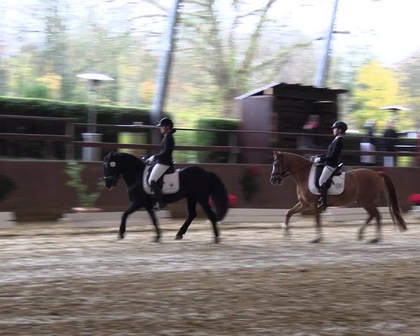 Reitturnier Essen-Stadtwald 2023