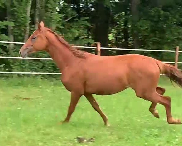Video of Héviya