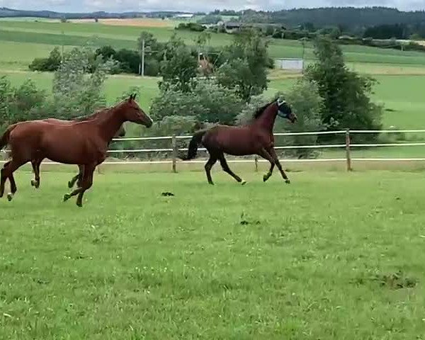 Video of Héviya