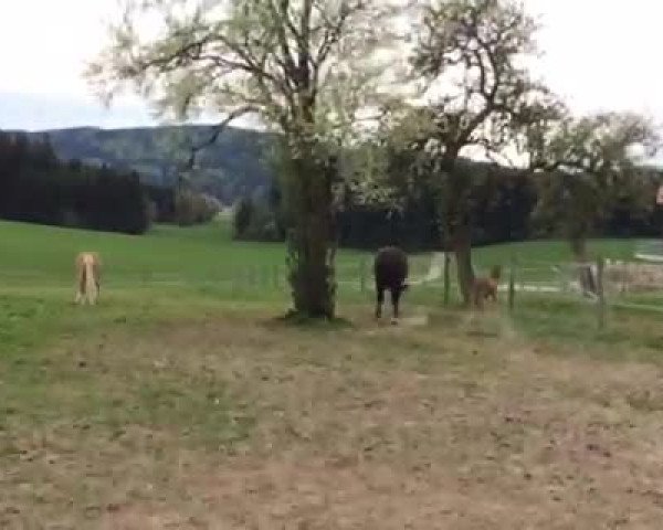 Video of Héviya