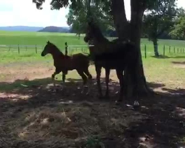 Video of Héviya