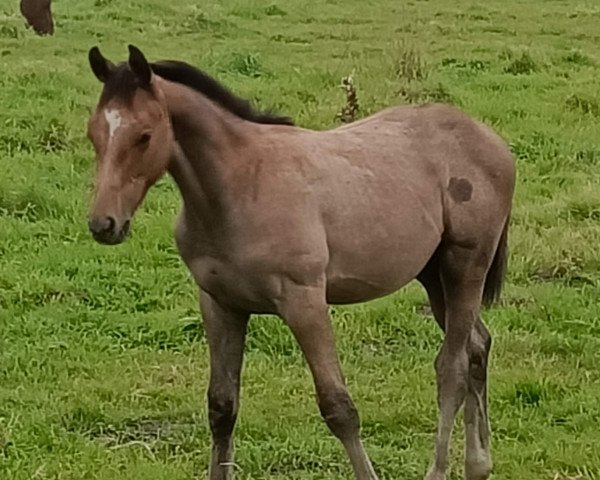 horse Casyno Alpha (Hanoverian, 2023, from Casino Berlin OLD)