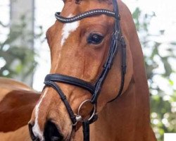 horse Cayani (Hanoverian, 2017, from Casino Grande)