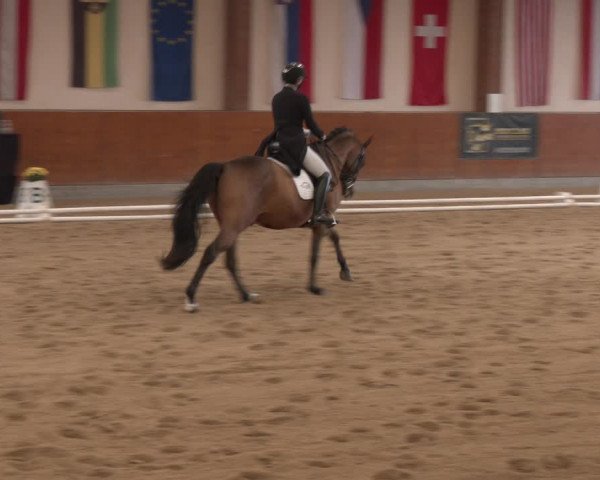 Reitturnier Weikersdorf am Steinfelde 2023