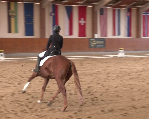 Reitturnier Weikersdorf am Steinfelde 2023