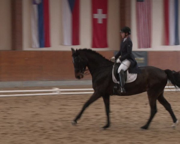 Reitturnier Weikersdorf am Steinfelde 2023