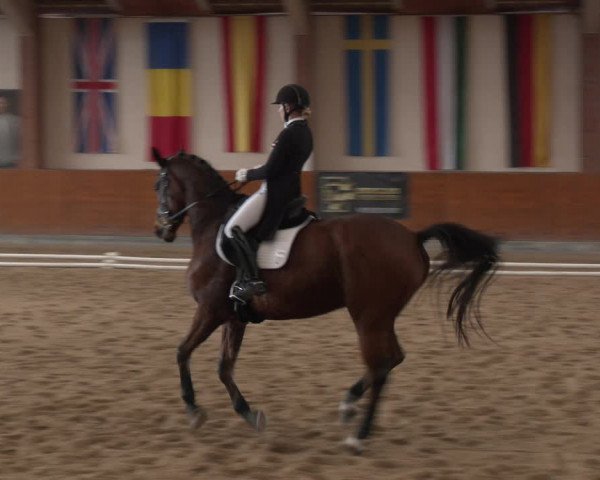 Reitturnier Weikersdorf am Steinfelde 2023