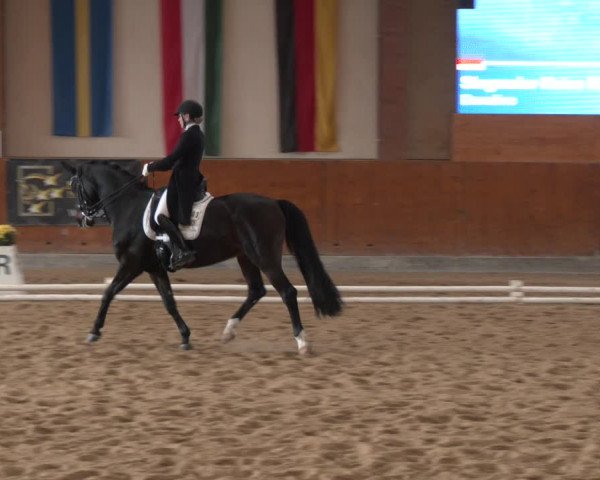 Reitturnier Weikersdorf am Steinfelde 2023