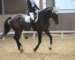 Springpferd Alwerdo CH (Schweizer Warmblut, 2007, von Al Martino)