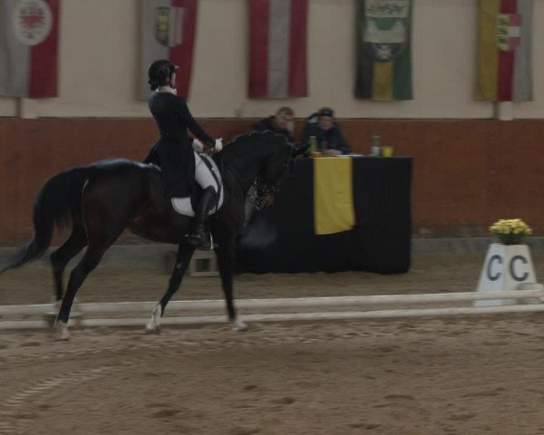 Reitturnier Weikersdorf am Steinfelde 2023