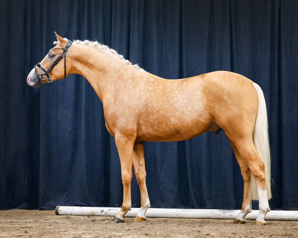 horse Heiligenbergs Nils Holgersson (German Riding Pony, 2021, from Fs Numero Uno)