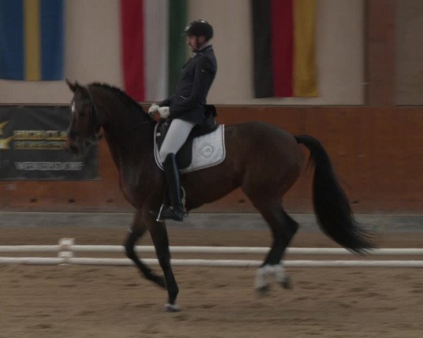 Reitturnier Weikersdorf am Steinfelde 2023