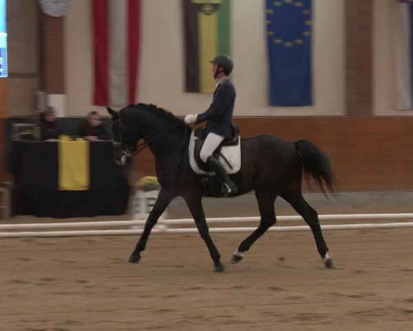 Reitturnier Weikersdorf am Steinfelde 2023