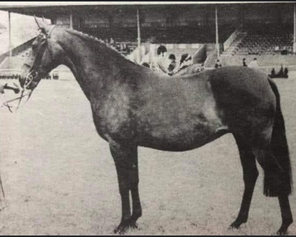 Zuchtstute Twylands Fiesta (Welsh Partbred, 1969, von Solway North Wind)