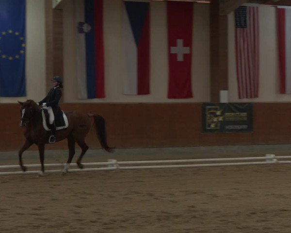 Reitturnier Weikersdorf am Steinfelde 2023