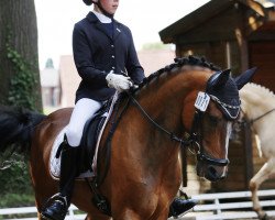 jumper Charming 32 (KWPN (Royal Dutch Sporthorse), 2012, from Esse Golden Bigwig)