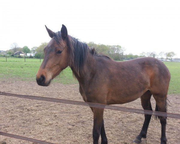 jumper Idylle du Bonheur Pss (KWPN (Royal Dutch Sporthorse), 2013, from I'm Special de Muze)